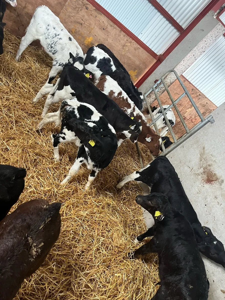 Calves - Image 4