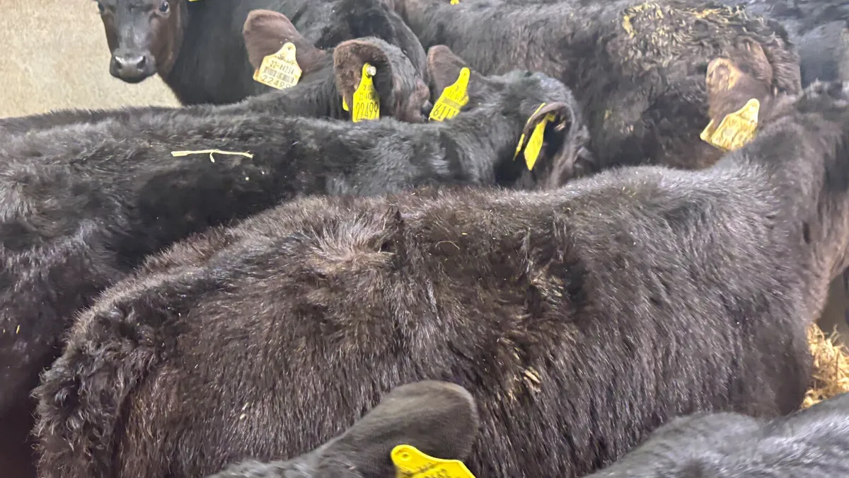 12 Quality Angus Heifer Calves - Image 2