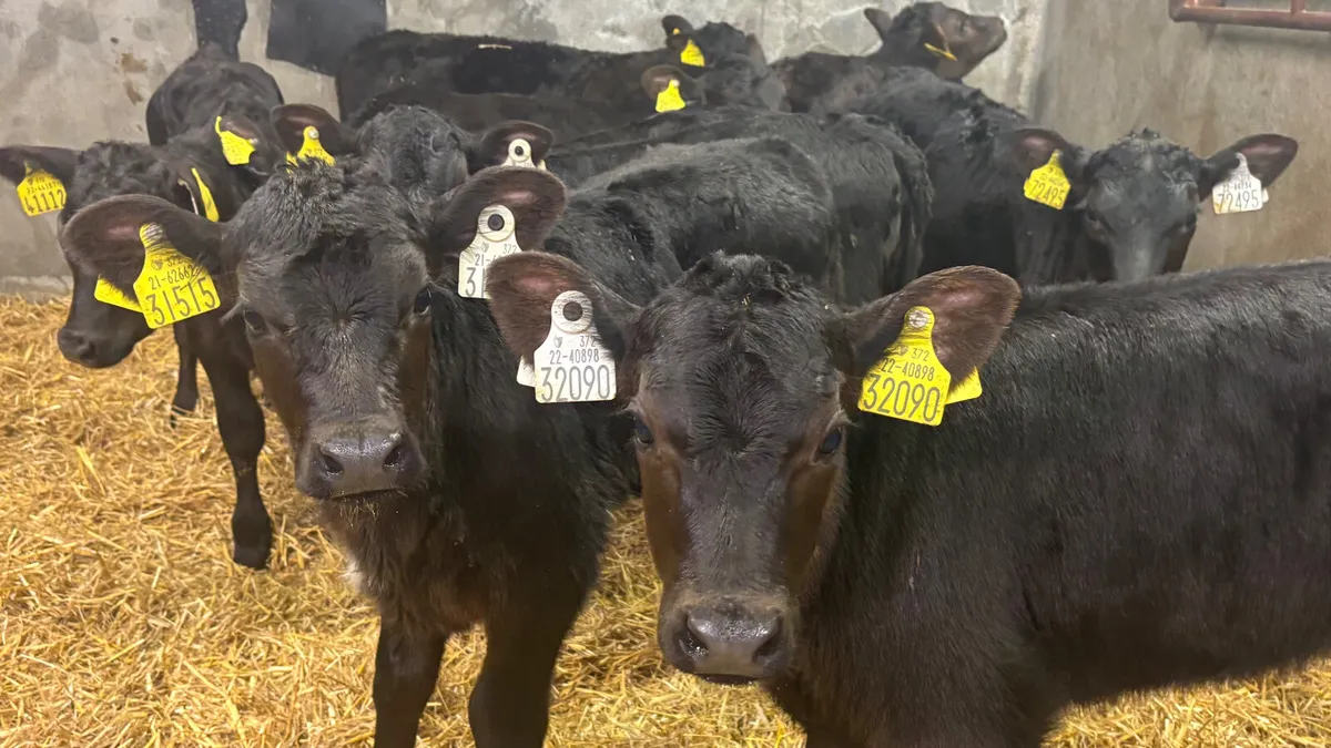 12 Quality Angus Heifer Calves - Image 1