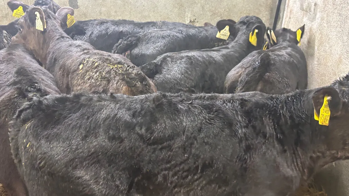 12 Quality Angus Heifer Calves - Image 4