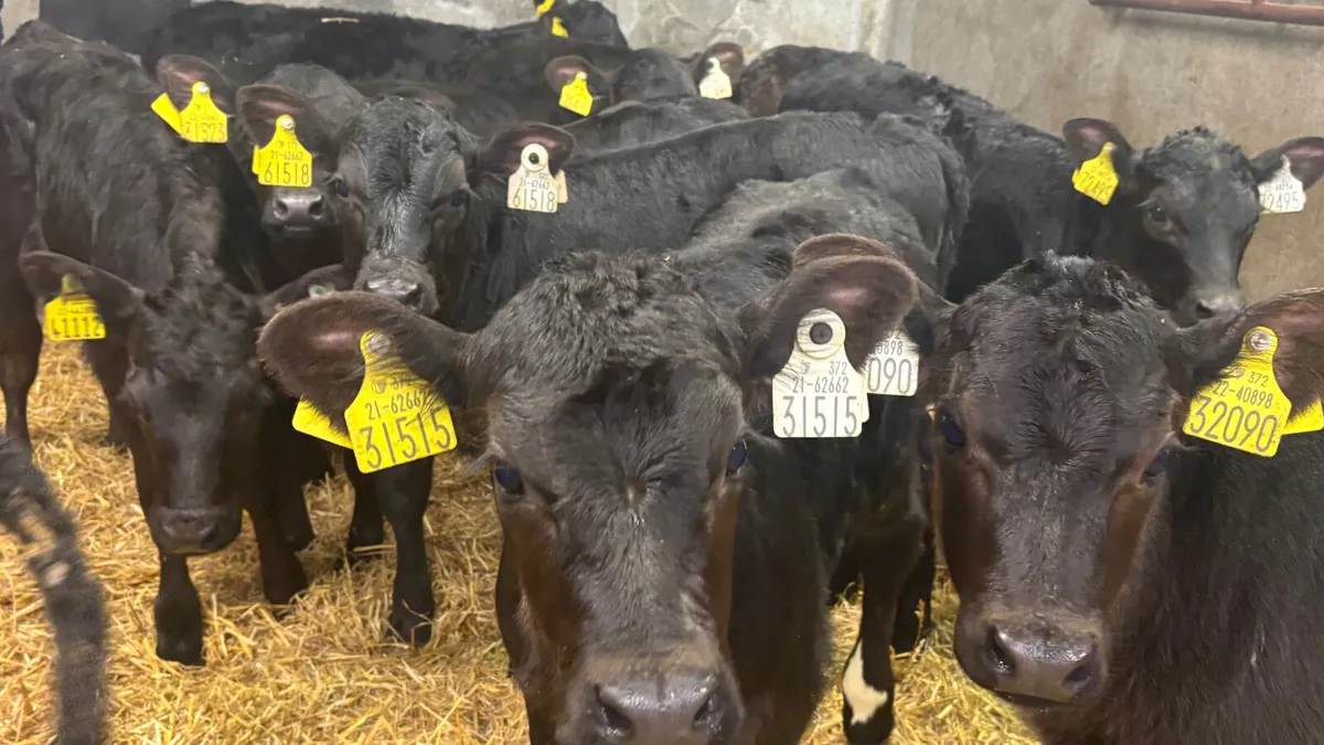 12 Quality Angus Heifer Calves - Image 3