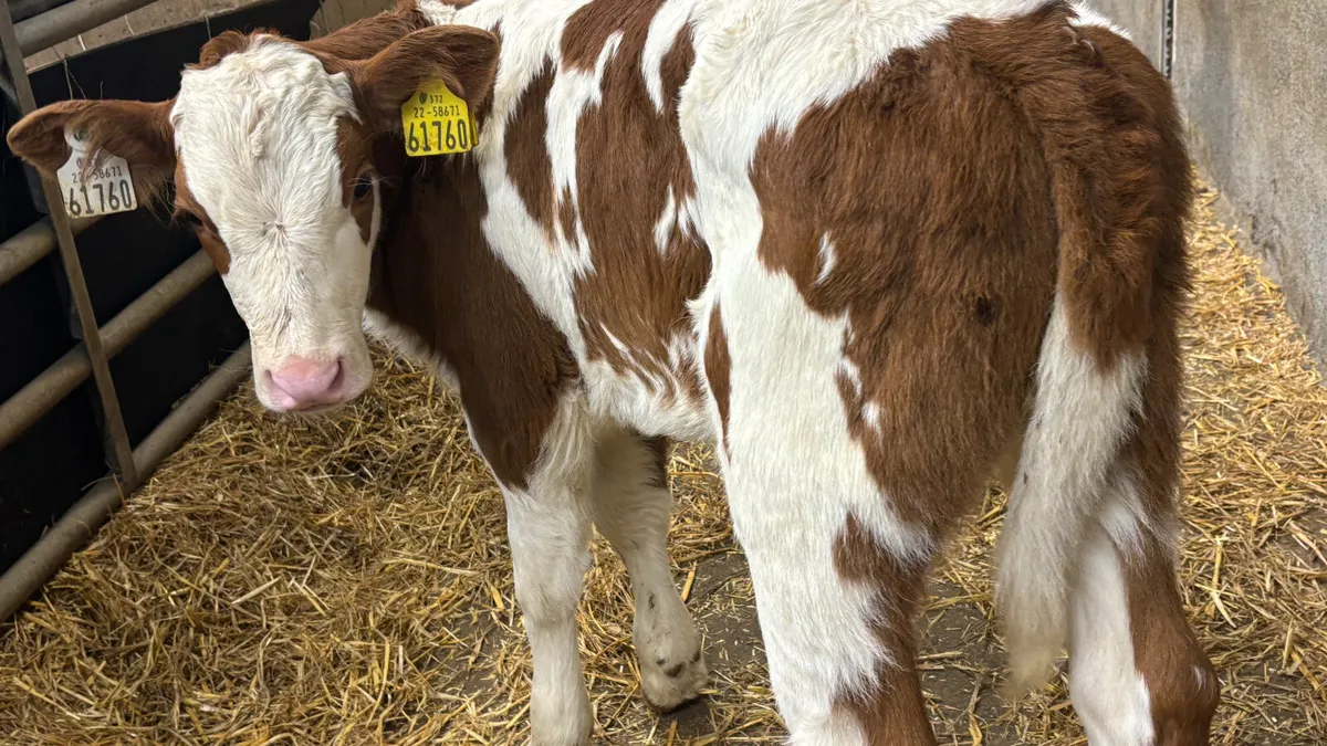 ⭐️ Red Simmental Heifer Calf ⭐️ - Image 2