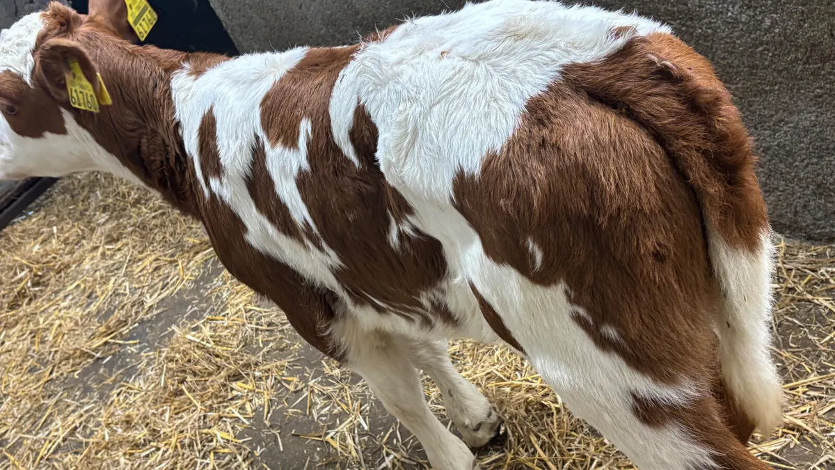 ⭐️ Red Simmental Heifer Calf ⭐️ - Image 4