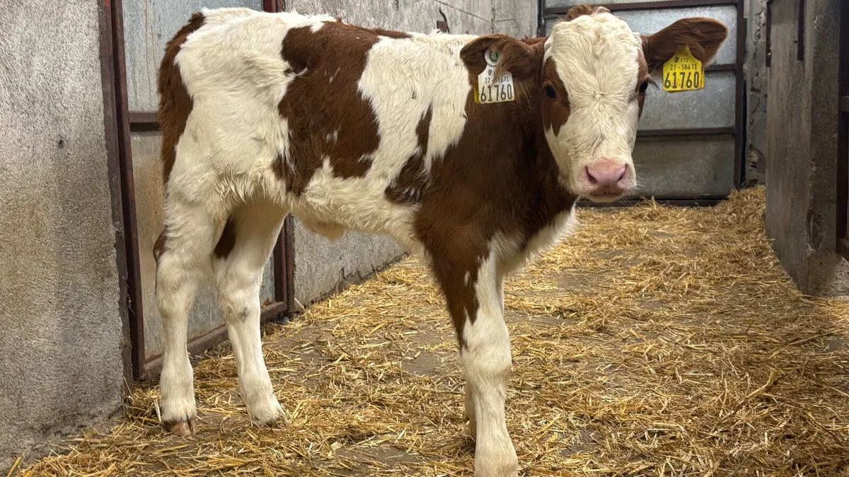 ⭐️ Red Simmental Heifer Calf ⭐️ - Image 1