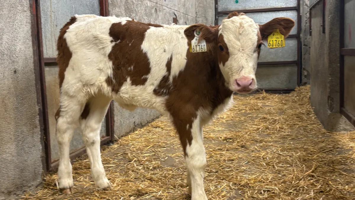⭐️ Red Simmental Heifer Calf ⭐️ - Image 3