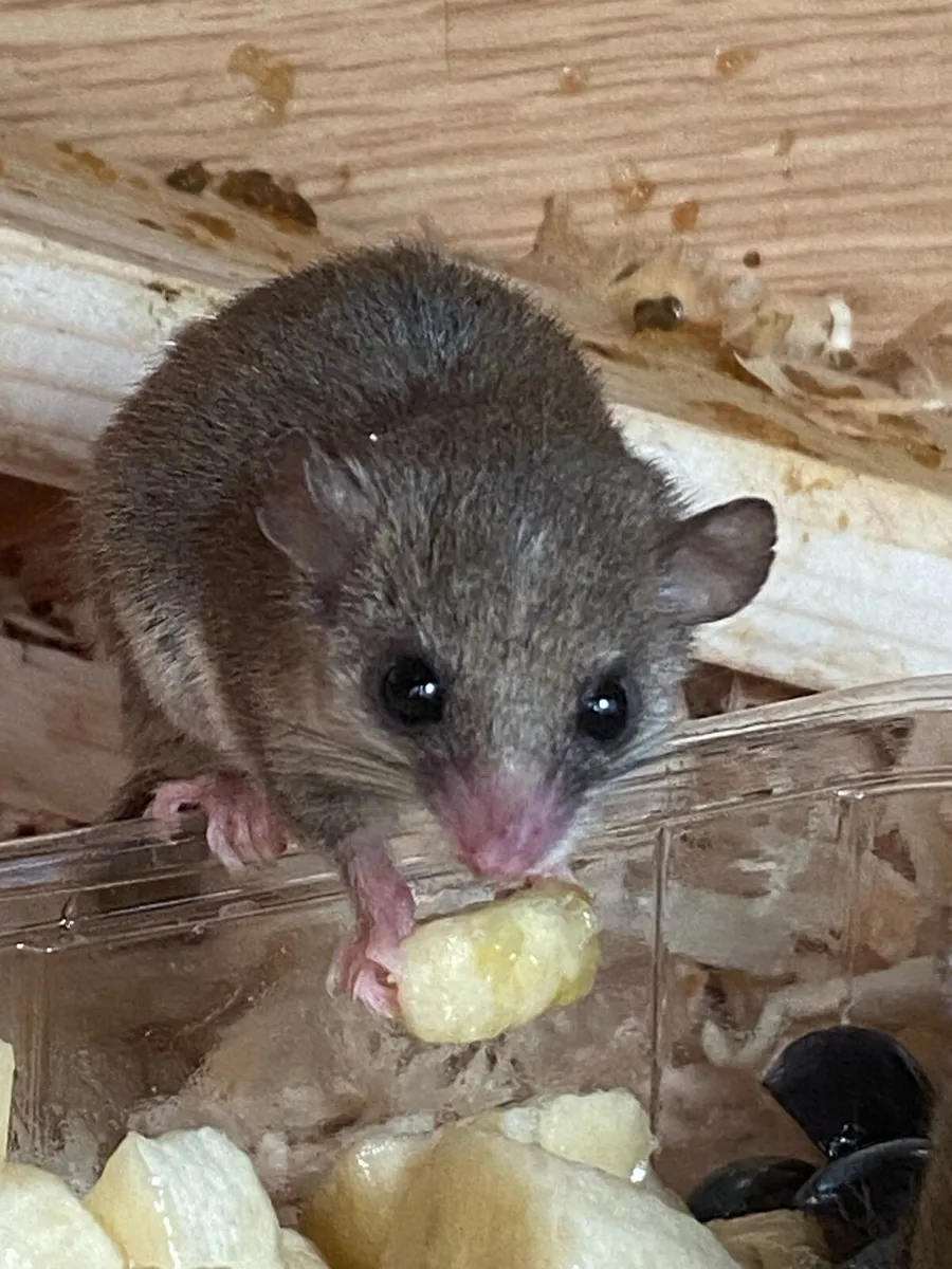 Micro Squirrels - Image 2