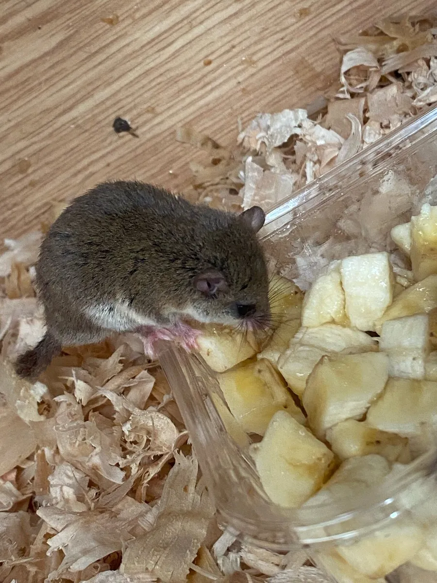 Micro Squirrels - Image 3