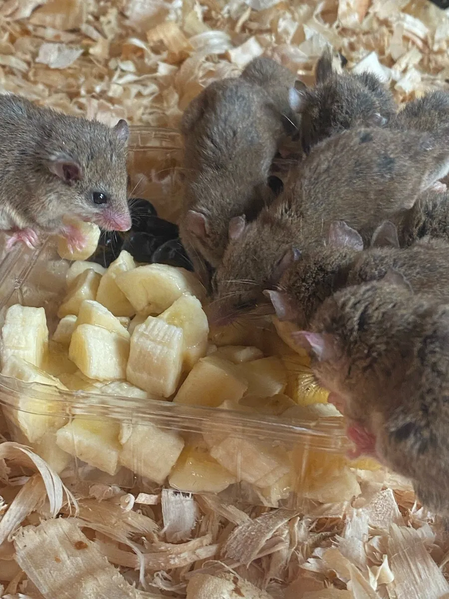 Micro Squirrels - Image 4