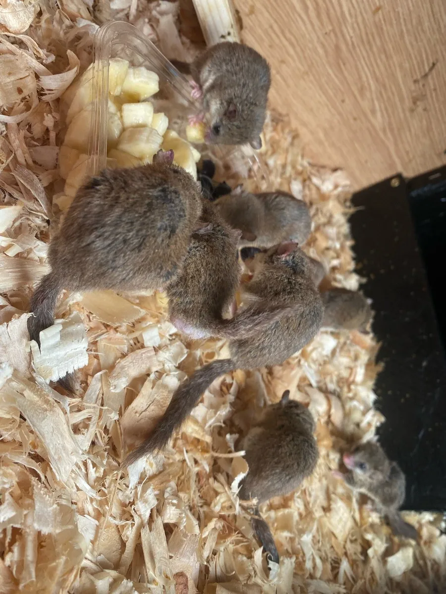 Micro Squirrels - Image 1