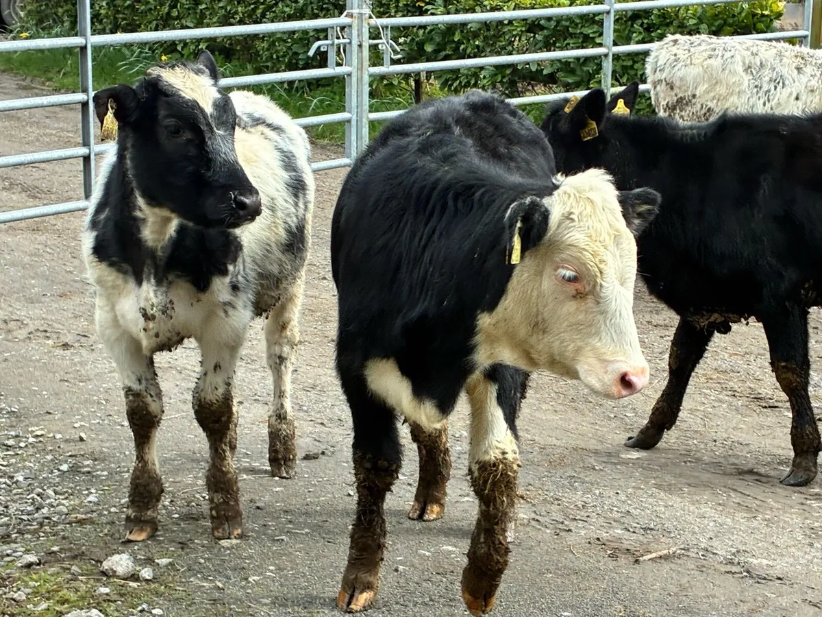 8 lovely weanling heifers for sale - Image 3