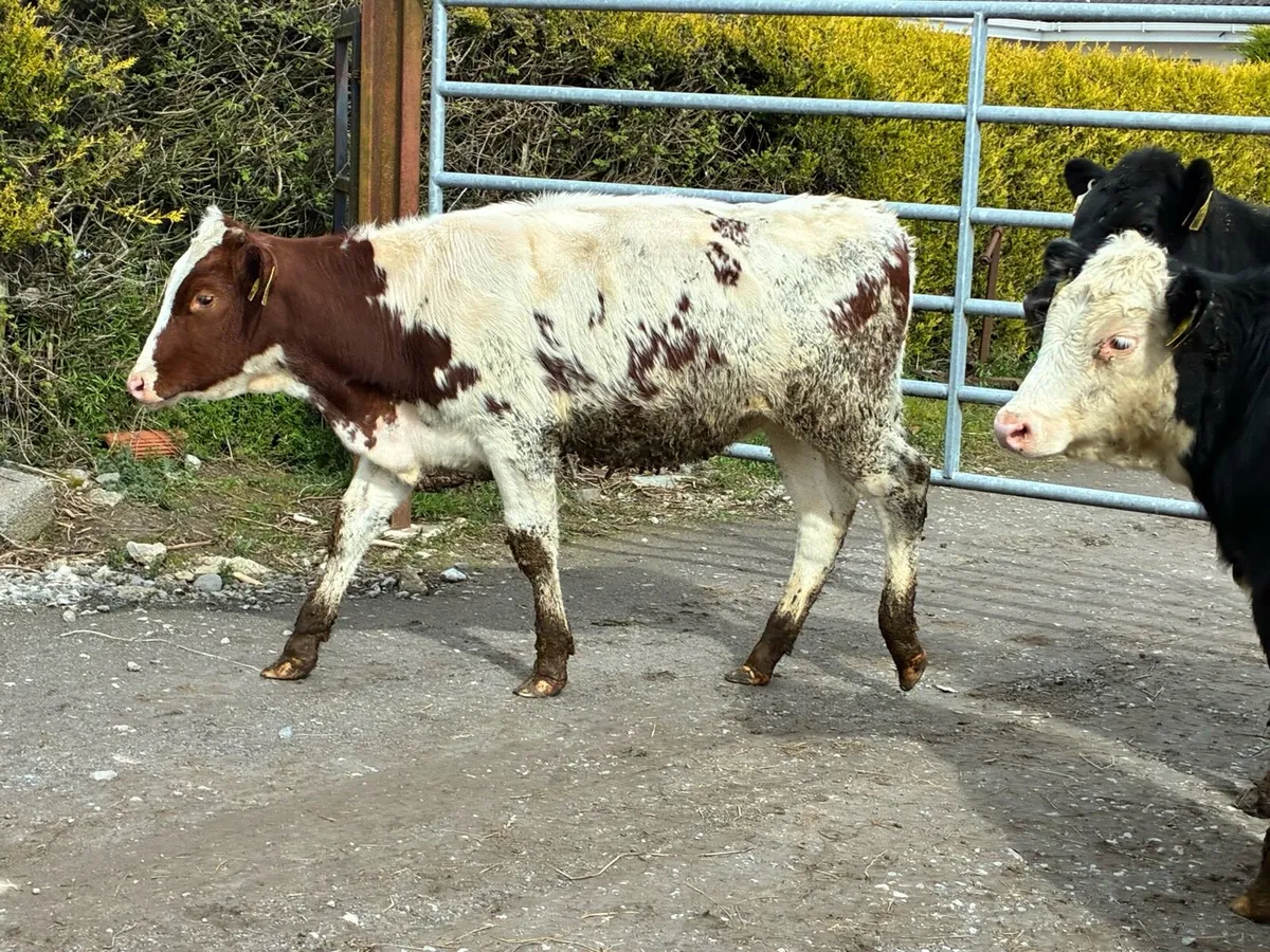 8 lovely weanling heifers for sale - Image 4