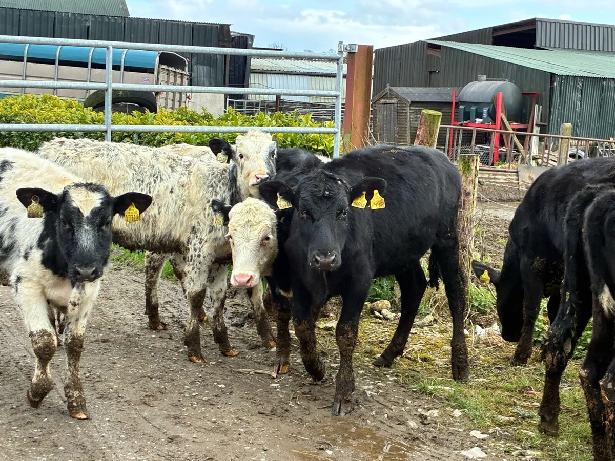 8 lovely weanling heifers for sale - Image 1