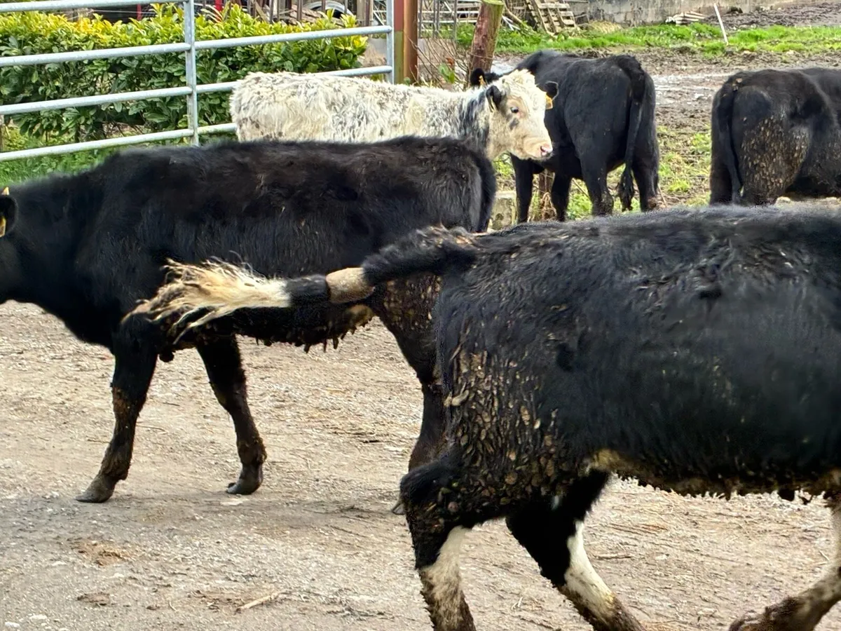 8 lovely weanling heifers for sale - Image 2