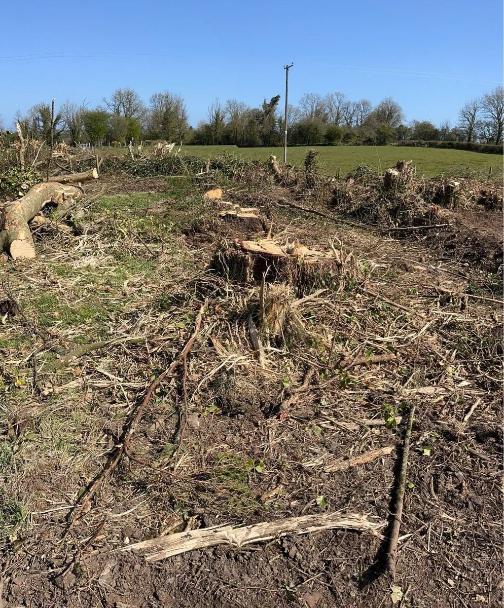 Stump grinding and mulching - Image 3