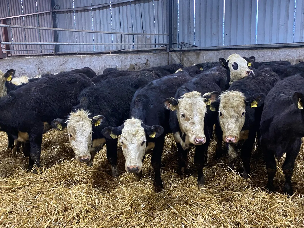 25 Yearling Heifers from One Herd ( No Moves) - Image 2