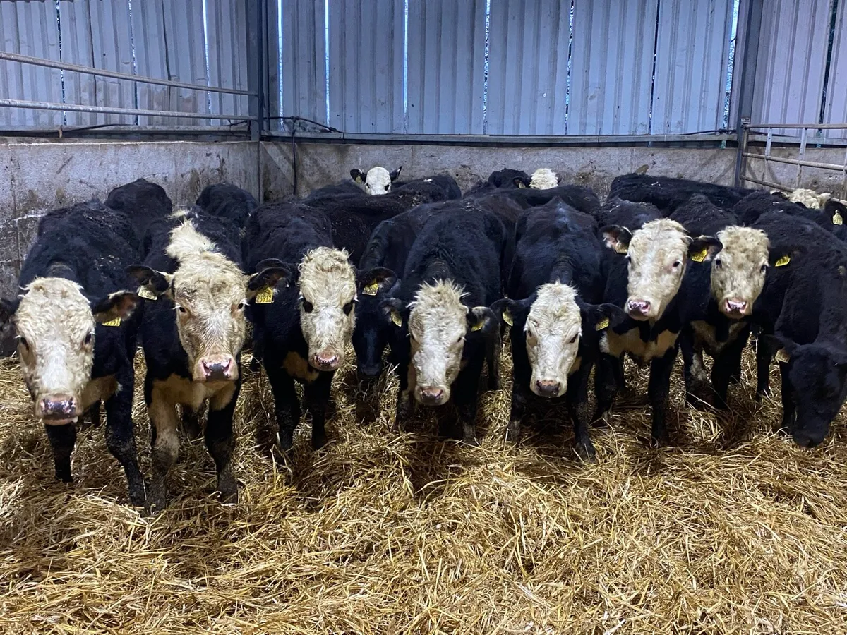 25 Yearling Heifers from One Herd ( No Moves) - Image 1