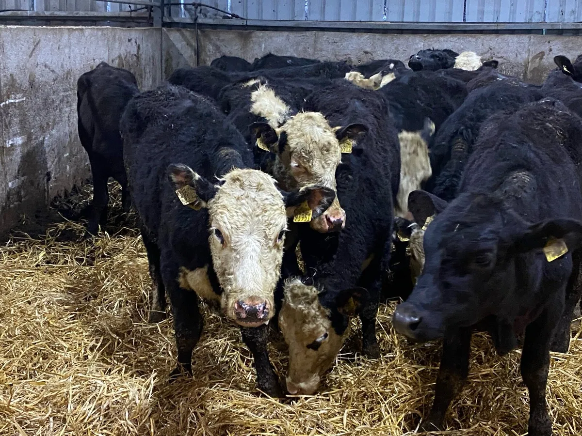 25 Yearling Heifers from One Herd ( No Moves) - Image 3