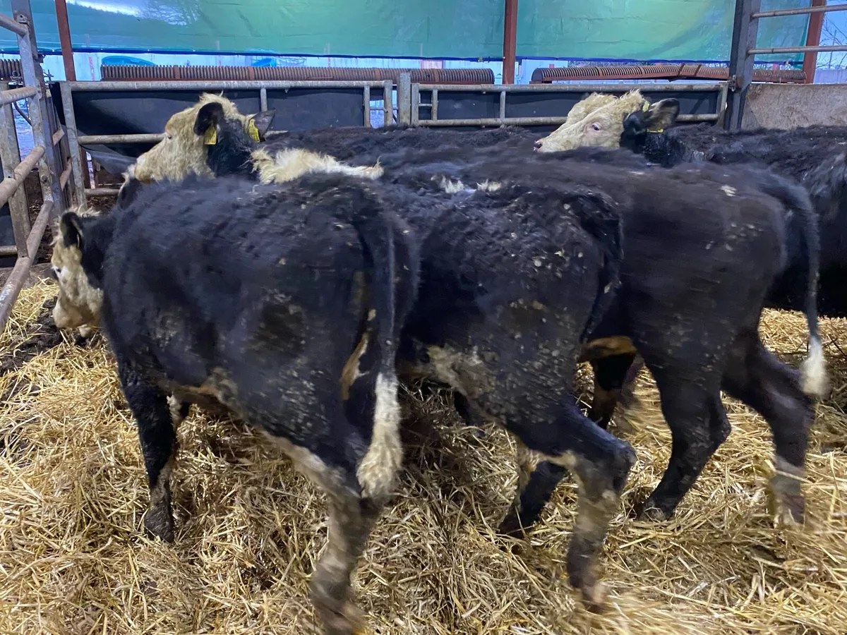 25 Yearling Heifers from One Herd ( No Moves) - Image 4