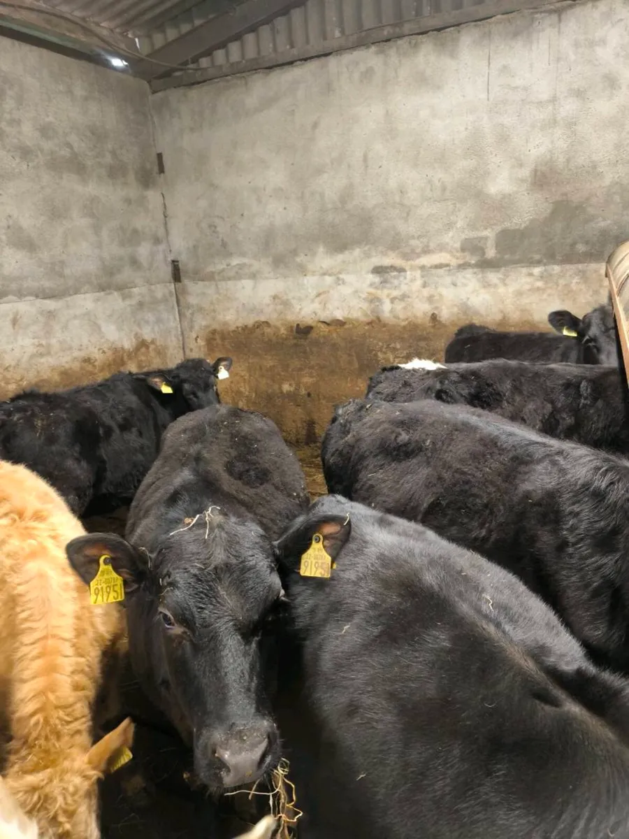 Quality yearling heifers / grass cattle - Image 2