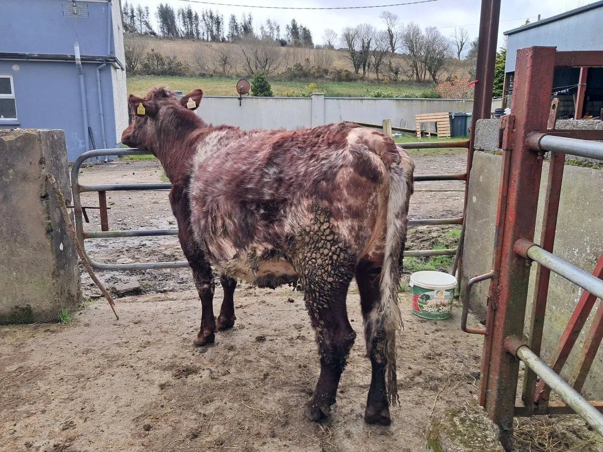 Incalf Heifer - Image 1