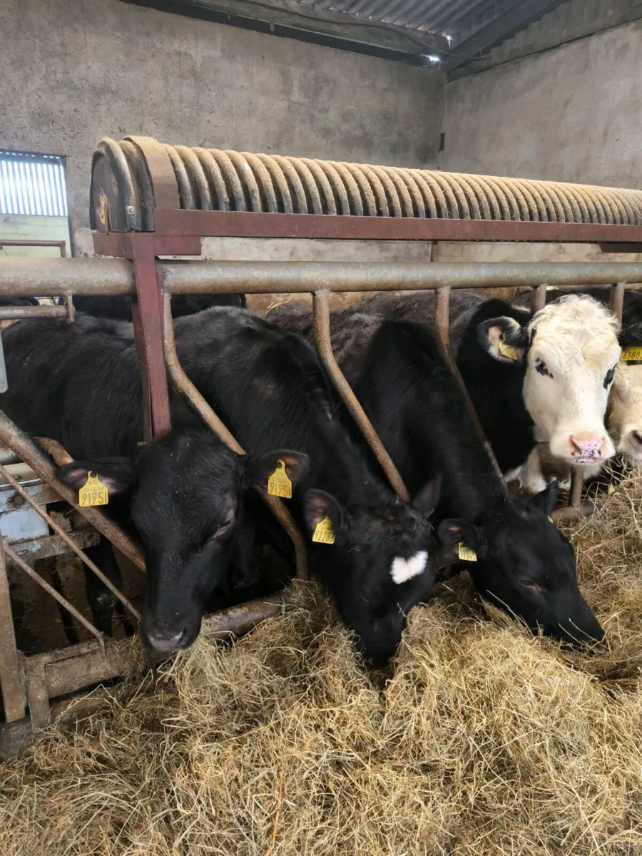 Quality yearling heifers / grass cattle - Image 1