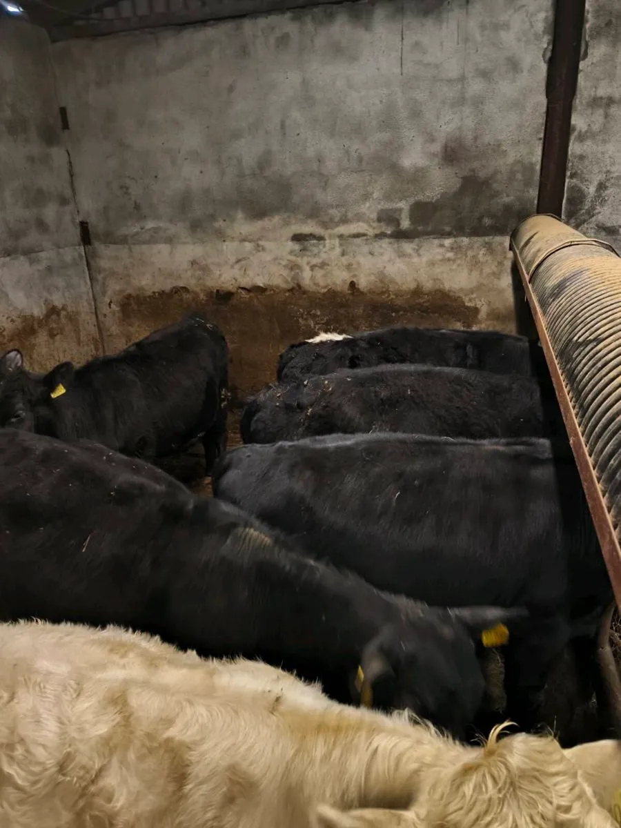 Quality yearling heifers / grass cattle - Image 3