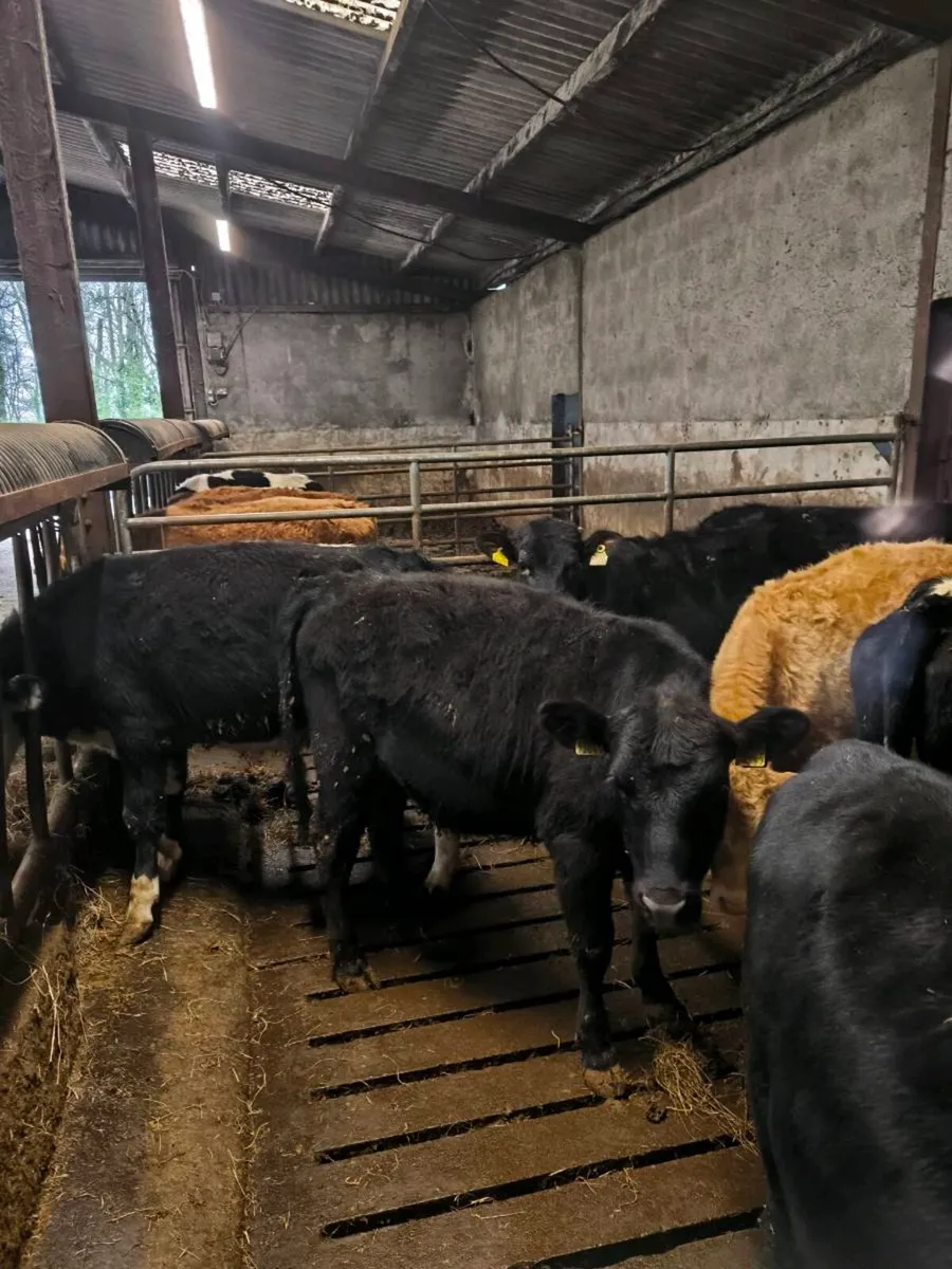 Quality yearling heifers / grass cattle - Image 4