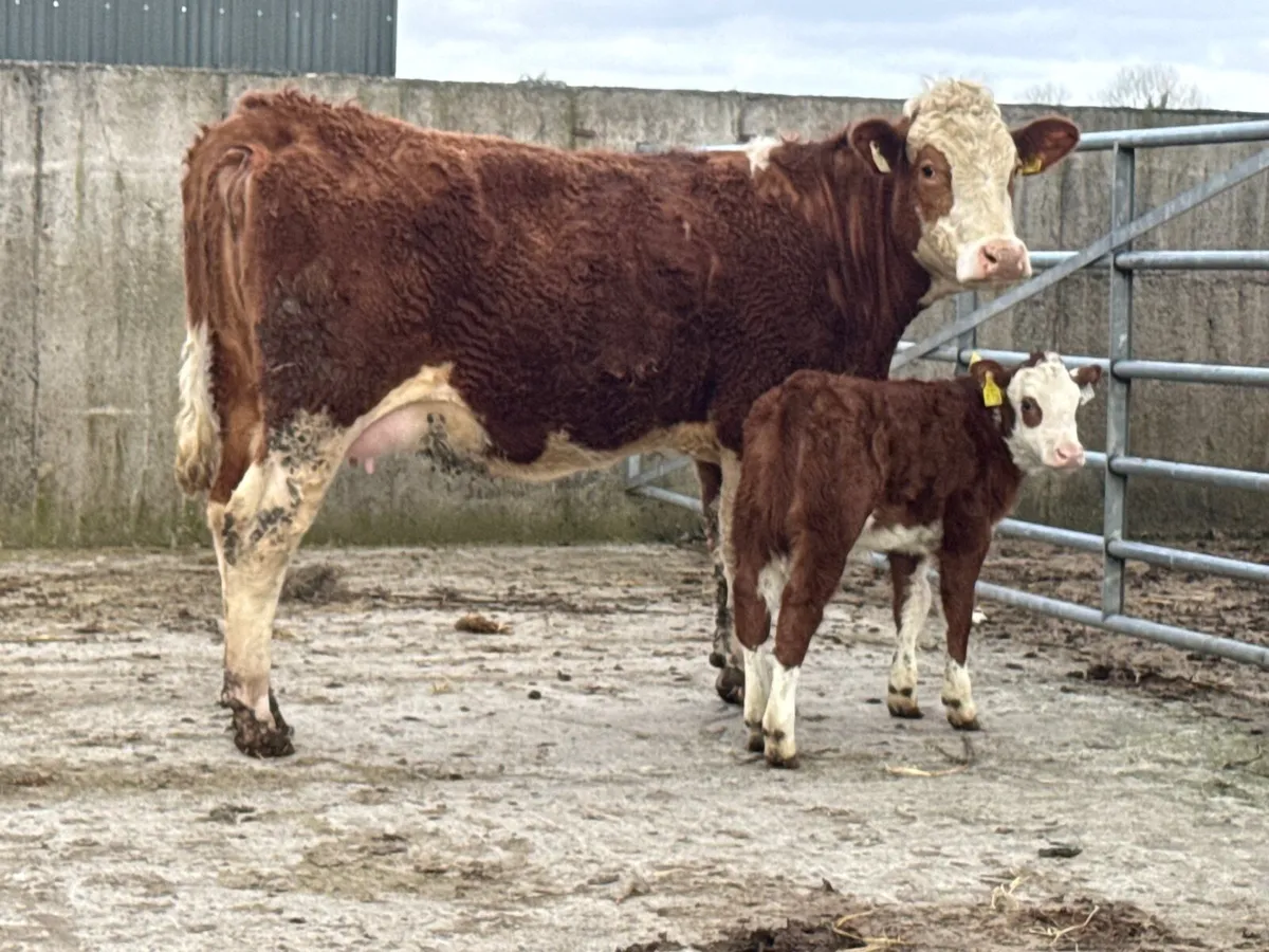 Simmental Heifer & Simmental Heifer Calf - Image 1
