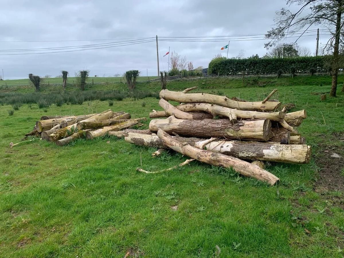 Timber Logs Firewood - Image 2