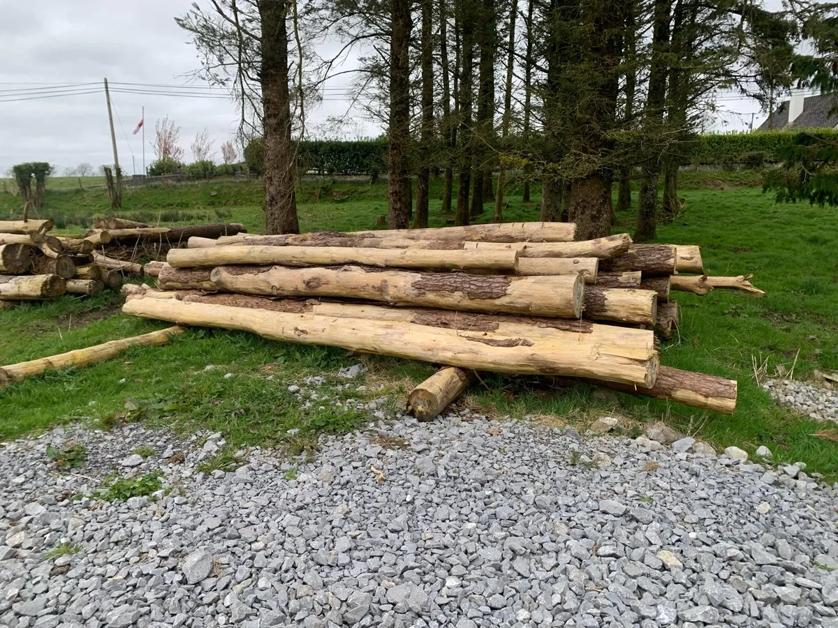 Timber Logs Firewood - Image 1