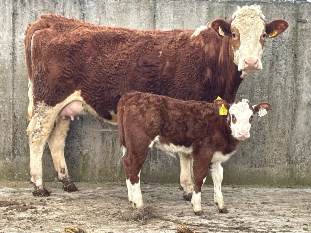 Simmental Heifer & Simmental Heifer Calf - Image 2