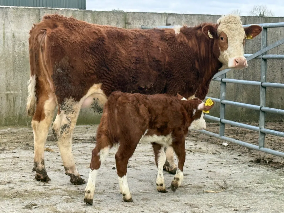 Simmental Heifer & Simmental Heifer Calf - Image 3