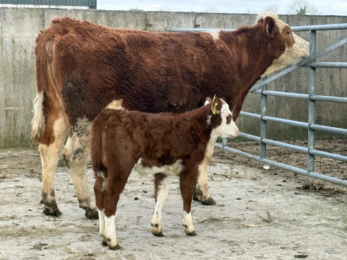 Simmental Heifer & Simmental Heifer Calf - Image 4