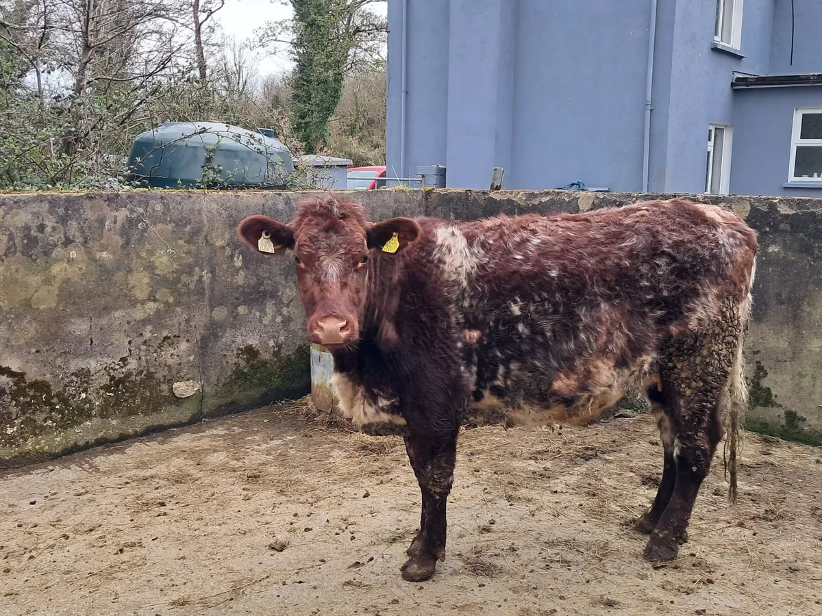 Incalf Heifer - Image 2