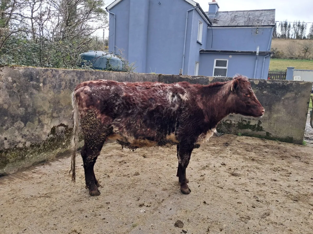 Incalf Heifer - Image 3