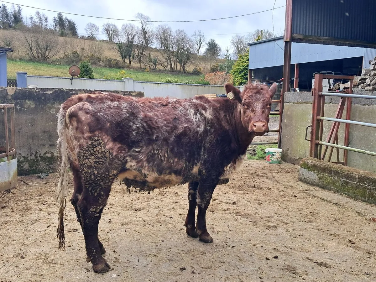 Incalf Heifer - Image 4