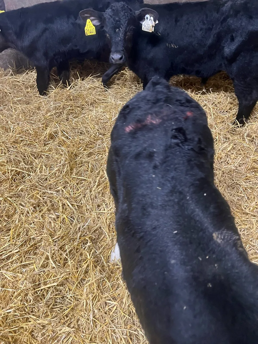 Strong AA bull calfs for sale - Image 3