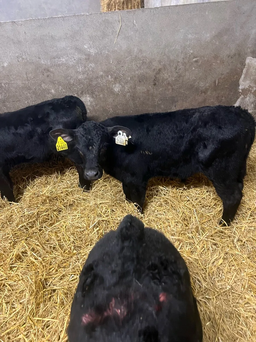 Strong AA bull calfs for sale - Image 4