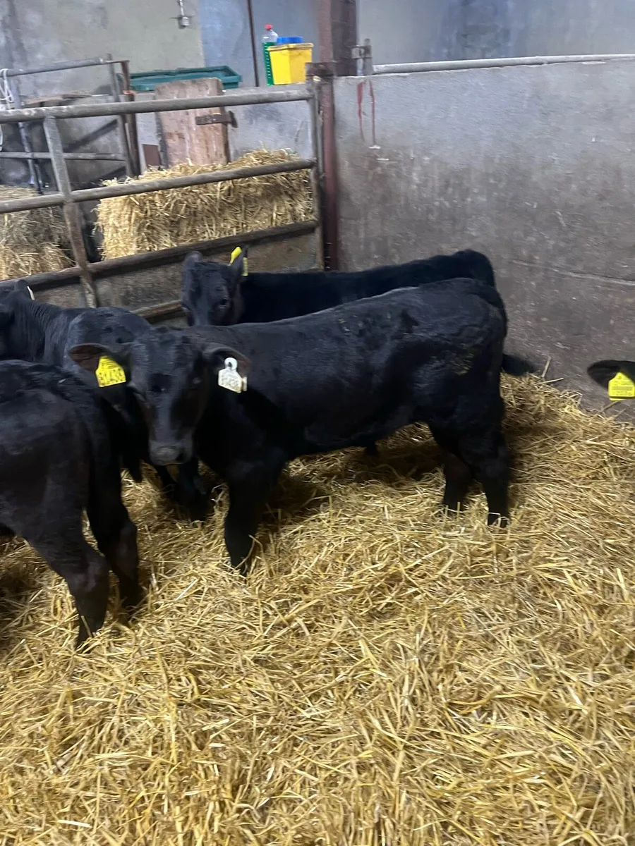 Strong AA bull calfs for sale - Image 1