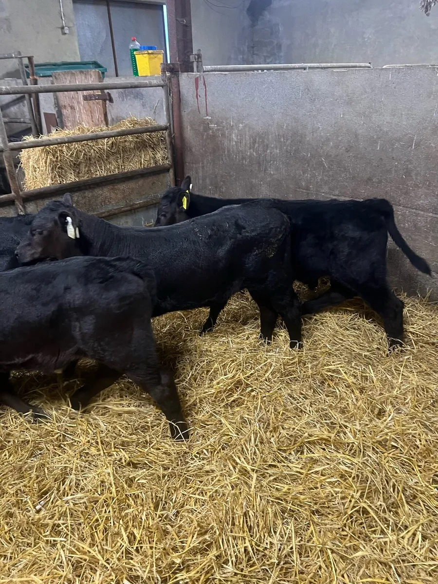 Strong AA bull calfs for sale - Image 2