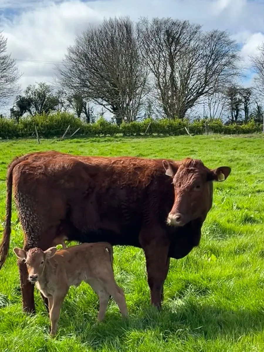 Lim calves - Image 2