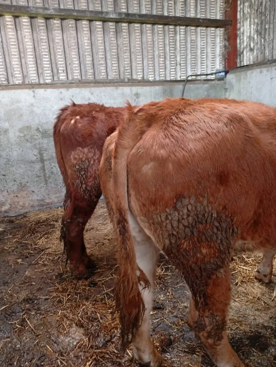 Red Bullocks - Image 1