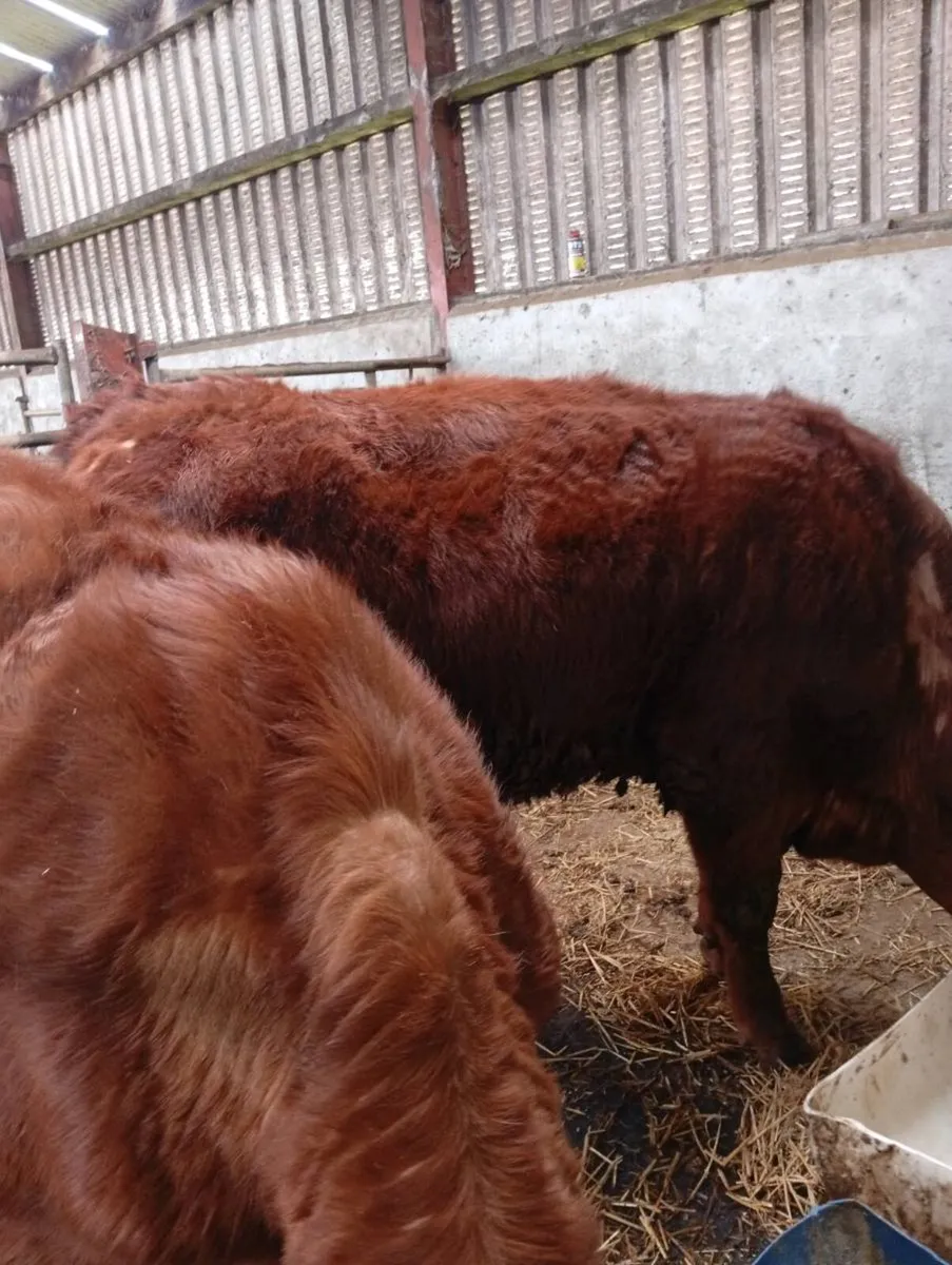 Red Bullocks - Image 2