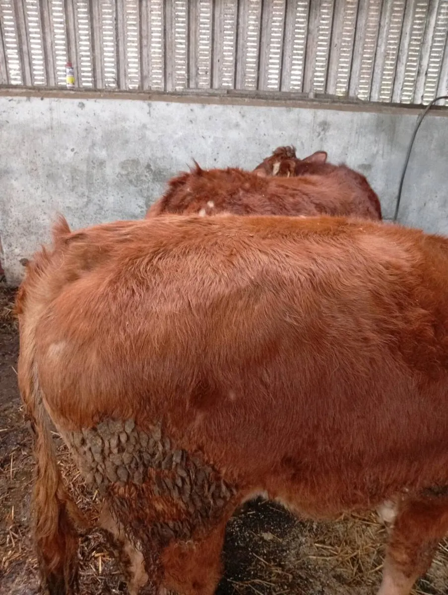 Red Bullocks - Image 3