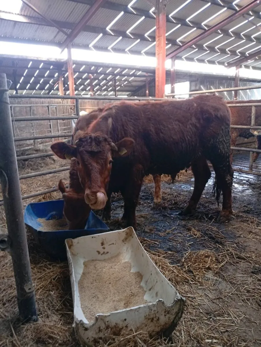 Red Bullocks - Image 4