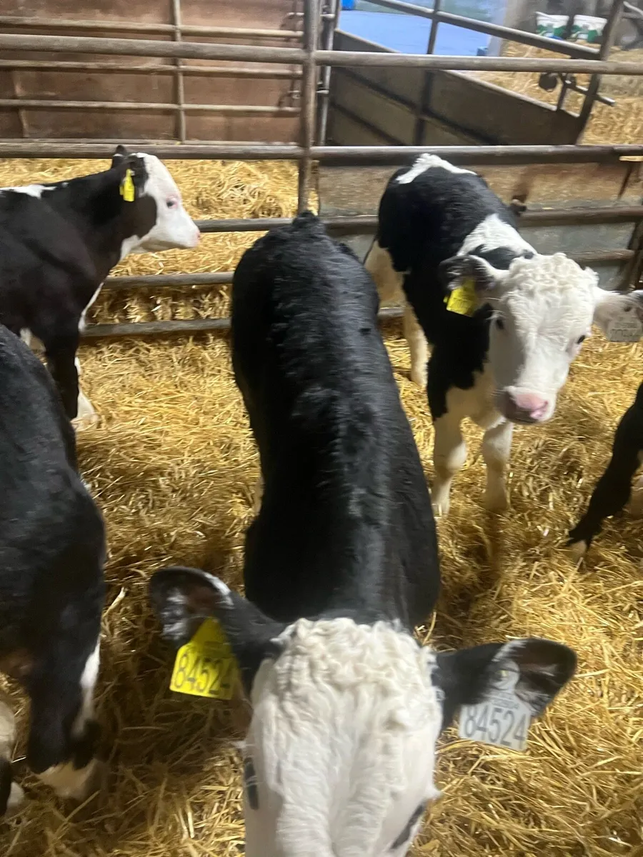 Strong Bl WH bull calfs for sale - Image 3