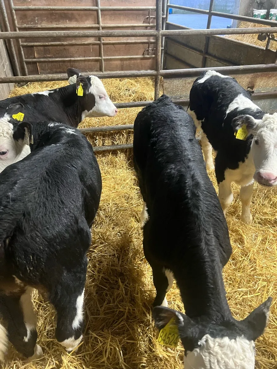 Strong Bl WH bull calfs for sale - Image 4