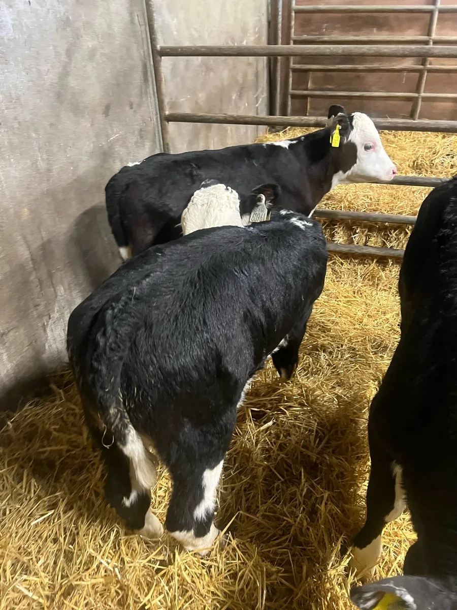 Strong Bl WH bull calfs for sale - Image 1