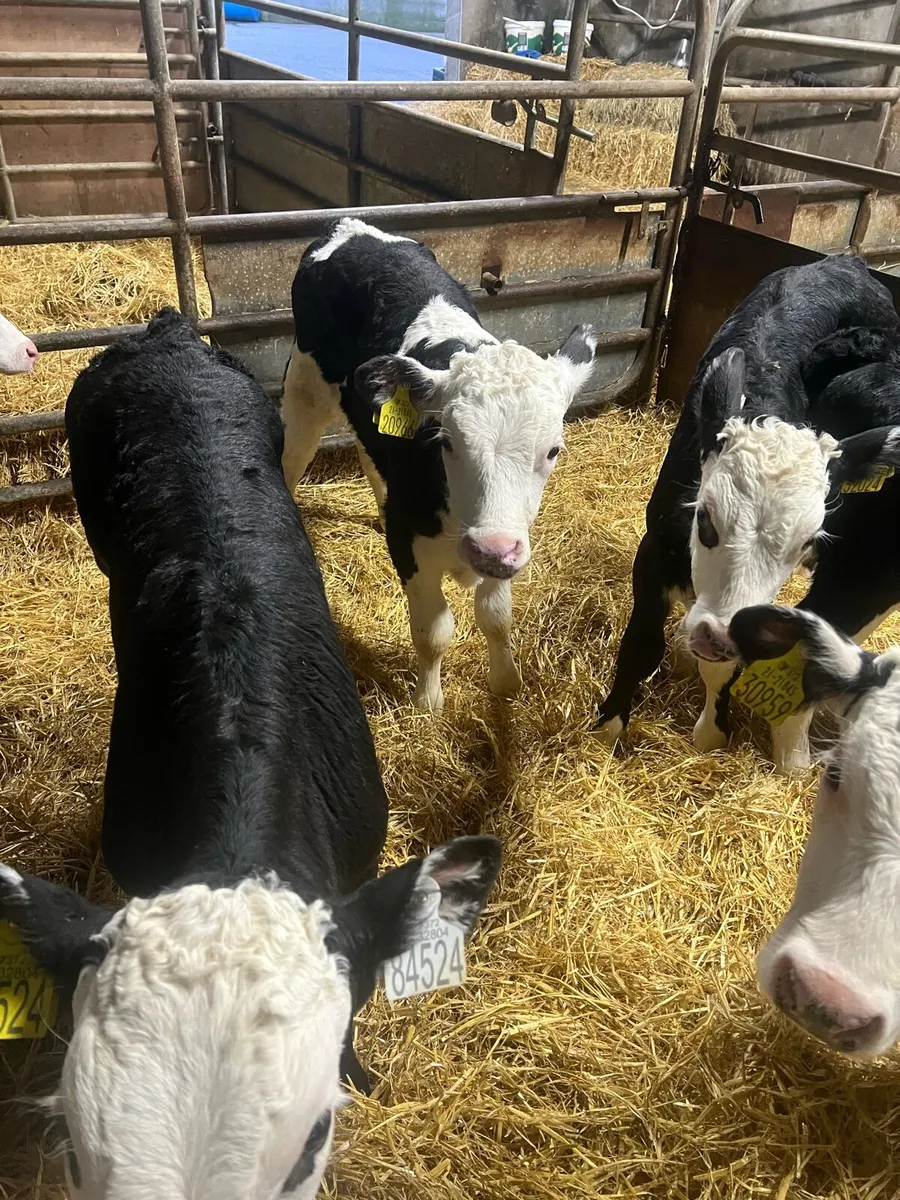 Strong Bl WH bull calfs for sale - Image 2