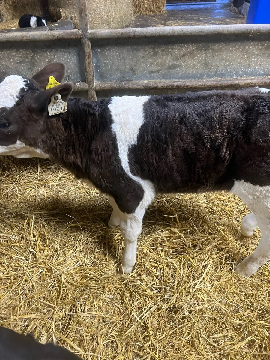 BB heifer calf’s for sale - Image 1